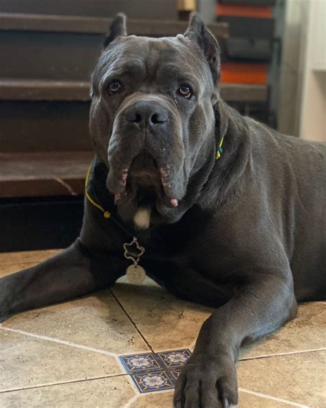 15 Amazing Facts About Cane Corso Dogs You Might Not Know Page 2 Of 5