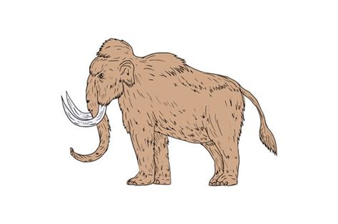 Woolly Mammoth Side Drawing Illustrations Creative Market