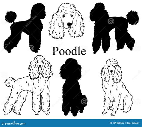 Poodle Set Collection Of Pedigree Dogs Black White Illustration Of A