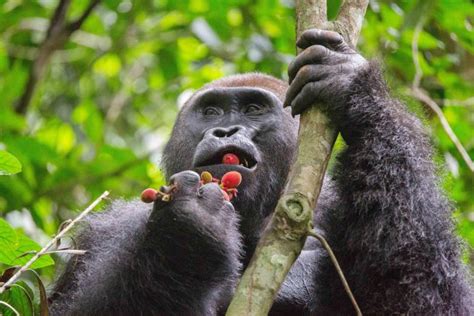 Mountain Gorilla Diet What Do Mountain Gorillas Eat
