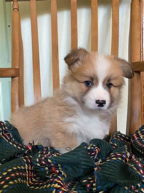 The place to buy/sell goats. 5 Gorgeous Welsh Pembrokeshire Corgi Puppies FOR SALE ...