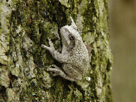 Gray Tree Frog Here At Camp Ilchester D Its Always Assumed Frog Live