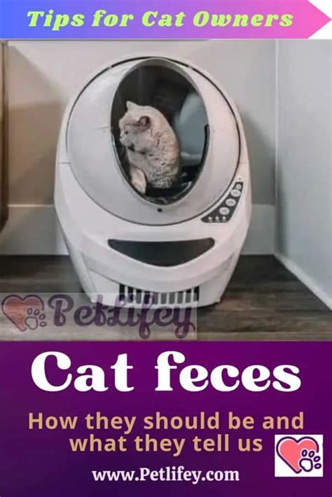 Cat Feces How They Should Be And What They Tell Us Pet Lifey