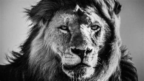 Extraordinary Black And White Photos Of African Wildlife