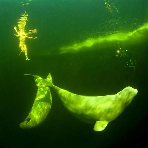 Woman Swims Naked With Beluga Whales Beneath The Waves Orta Blu