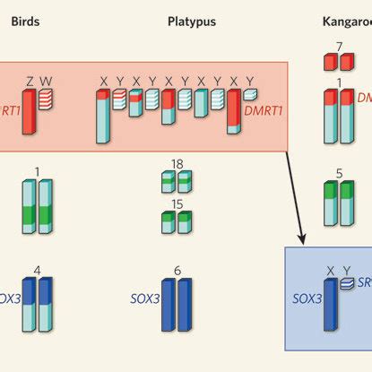 Evolution Of Vertebrate Sex Chromosomes And Sex Determining Genes The Download Scientific
