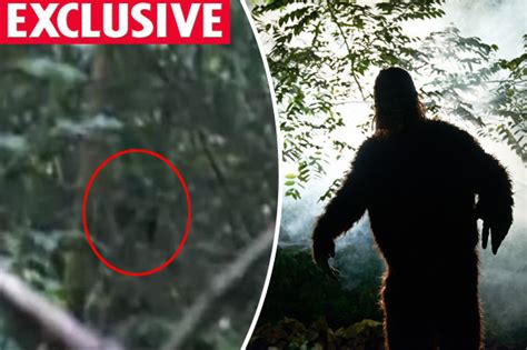 Is Bigfoot In Britain Photographer Claims To Have First Uk Footage Of