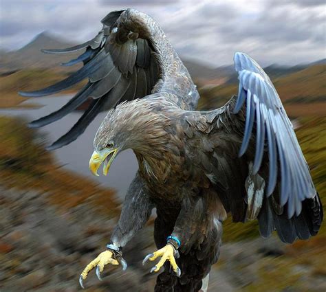 Орел величественная хищная птица