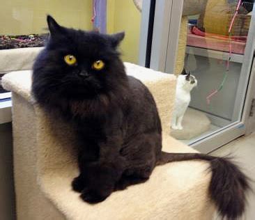 Before and after kitty bath, cat grooming, black long haired cat. Help Helen Brown Find Bono a Home! | SparkleCat