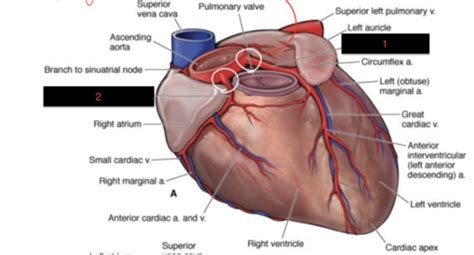 Coronary Circulation Flashcards Quizlet