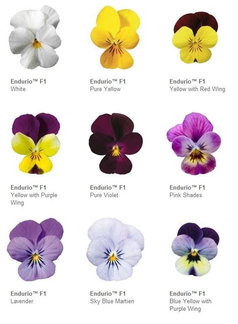 Viola Endurios Pansies Flowers Violet Flower Tattoos Viola Flower