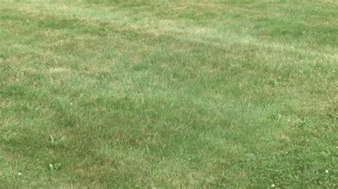 4 Best Grass Types For Lawns In Chicago