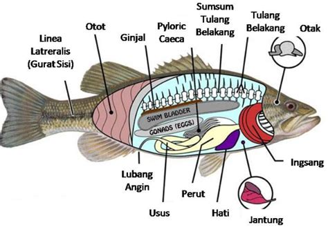 Anatomi Ikan Anatomy
