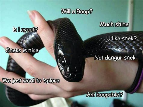 Yes You Are Very Boopable Tiny Snek I Will Boop You If You Wish Pet