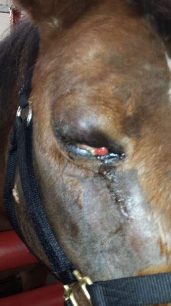 Common problems with painting horses. Eye has Swollen Pink Tissue inside Corner - Horse Side Vet ...