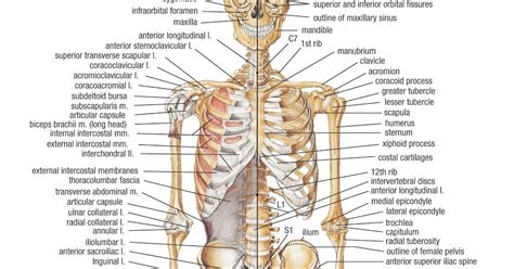 Human Bone Anatomy Ribs Human Rib Cage 34 Front View Bone