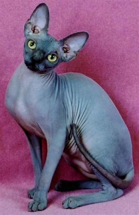 black hairless cat with green eyes cat meme stock pictures and photos
