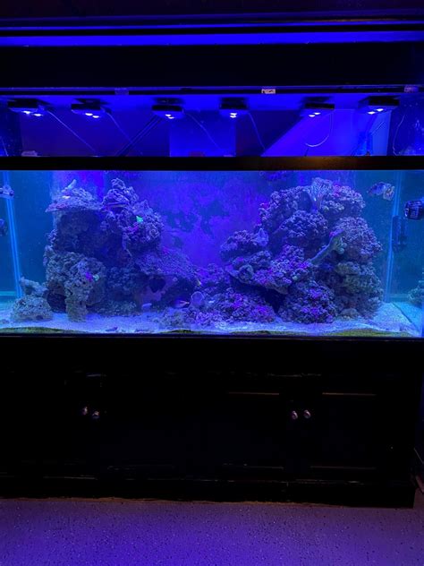 Want To See Aqueon 210 And Other Tanks 100 Gallons Reef2reef