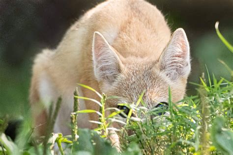 Swift Foxes Endangered Wolf Center