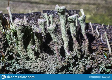 Close Up Of Various Lichens Moss Mushrooms Stock Image Image Of