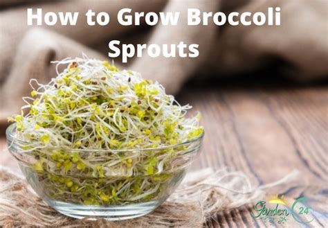 How To Grow Broccoli Sprouts Full Guide And Step By Step Recipe