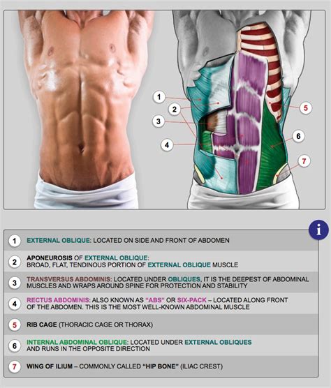 Abdominal Muscle Anatomy Male Man Abdominal Muscle Anatomy Stock
