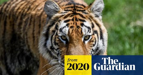 Trio Chase And Lasso Escaped Tiger In Mexico Street Mexico The Guardian