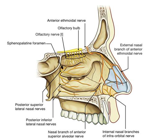 Nasal Cavity Earths Lab