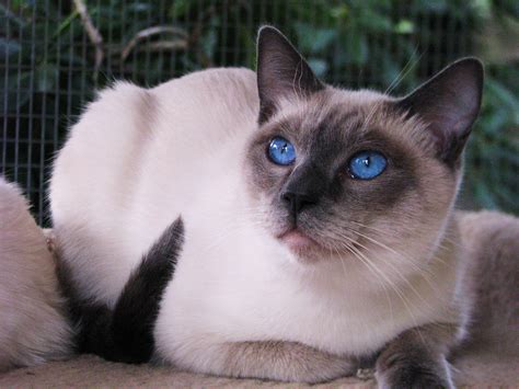 Pin By Sue On Siamese Siamese Cats Blue Point Siamese Cats Cats