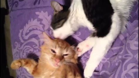 Cat Hissing At Other Cat After Bath Hip Binnacle Photographic Exhibit