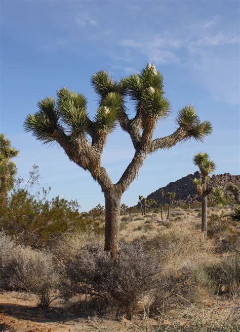 Filejoshua Tree 01 Wikimedia Commons