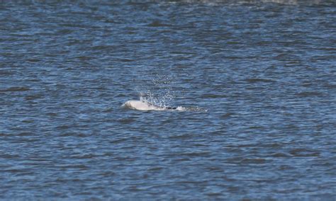 Benny The Beluga Whale Could Stay In Gravesend All The While He Has Food Say Marine Experts