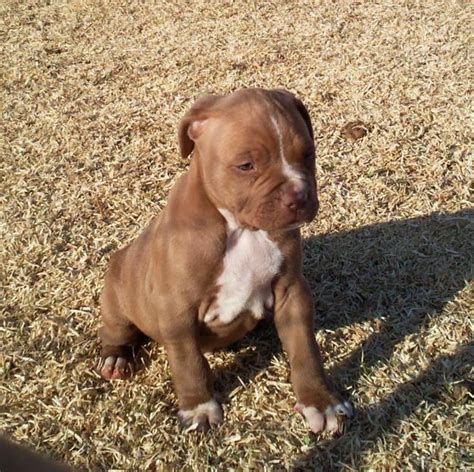 A litter of pit bull puppies from kinneman kennels (american bully pitbull breeders based in pittsburgh, pa). Cute Puppy Dogs: pitbull puppies