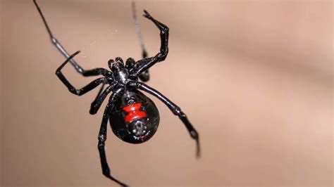 Tras El 7 De Oro Otra Plaga Que Genera Temor Alertan Por La Expansión De La “viuda Negra