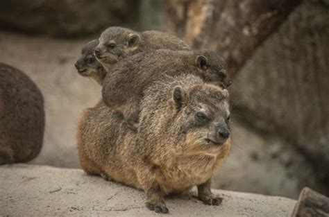 Baby Rock Hyraxes Make Their First Appearance At Chester Zoo Fresh