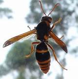 Large Wasp