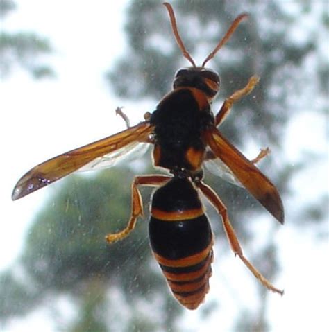 Giant Wasp Photo