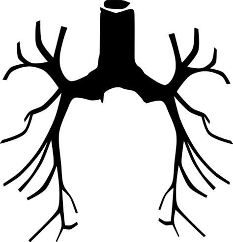 Svg Air Chest Lungs Anatomical Free Svg Image And Icon Svg Silh