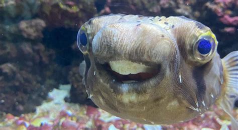 Goldie The Pufferfish Went To The Dentist For Work Now Look At Her Smile