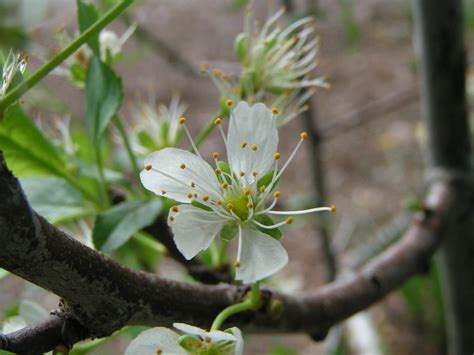 A heavy annual producer, stanly. Stanley European Plum Tree | The Stanley European Plum is ...