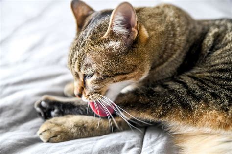 Reasons Why Cats Overgroom And How To Stop It