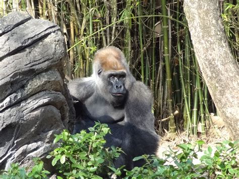 Disney Animal Kingdom Gorilla Images And Photos Finder