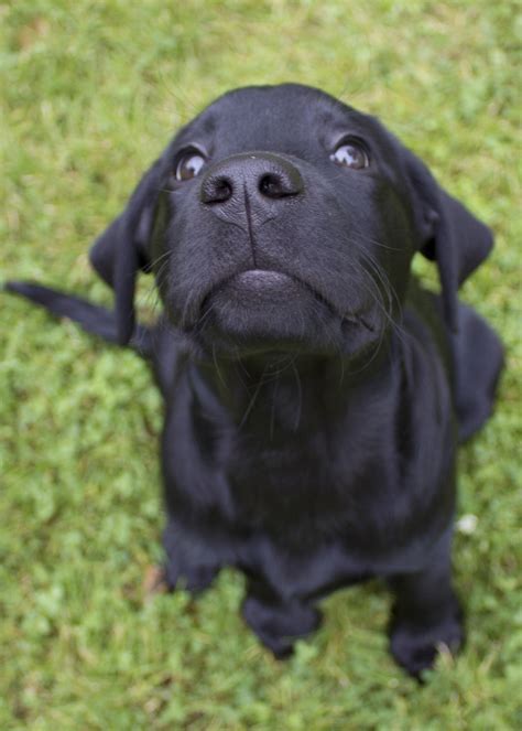 Black Lab Chihuahua Mix Puppy Pets Lovers