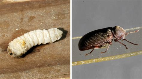 Der holzwurm und der hausbock sind schädlinge, deren larven mit großer vorliebe an holzmöbeln herumfressen. Holzwurm und Hausbockkäfer bekämpfen: die besten Tipps