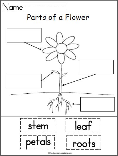 parts   flower labeling worksheet   teachers
