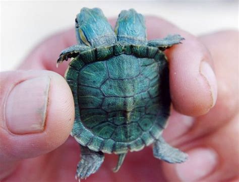 Shell Shocker The Baby Turtle Born With Two Heads Cute Baby Turtles