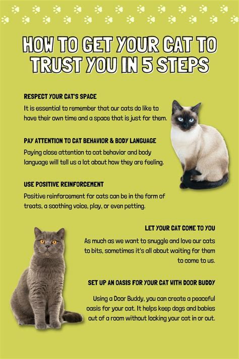 Cat Care Cheat Sheet A Simple Guide To Cat Parenthood Artofit