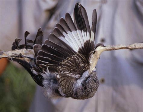 Cara Menangkap Burung Yang Lepas Dari Sangkar Sesuai Jenis Burung