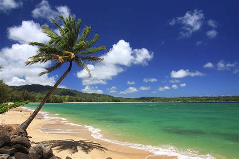Kauai Hawaii Pacific Ocean Palm Tree By Ejs9