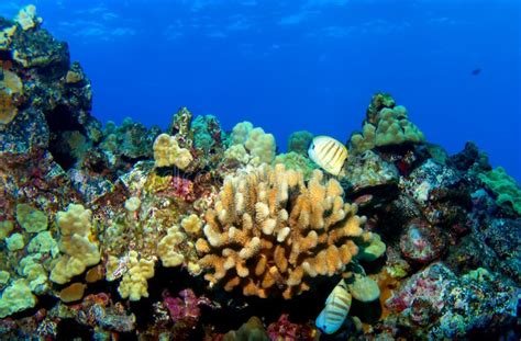 Kona Reef Stock Image Image Of Hawaii Vertebrate Fish 16521117